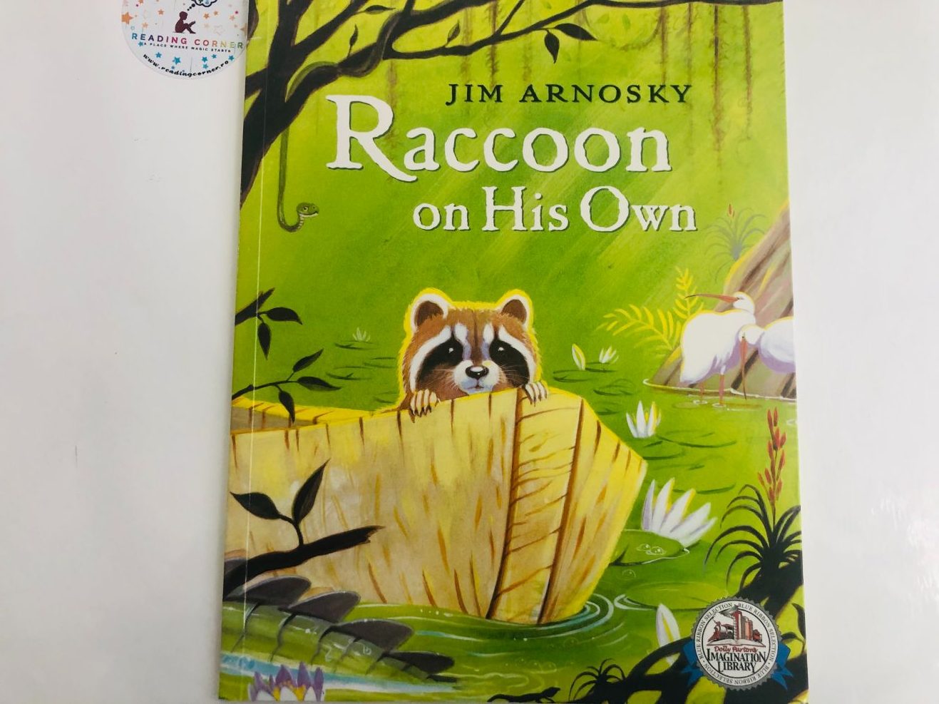 Raccoon on his own